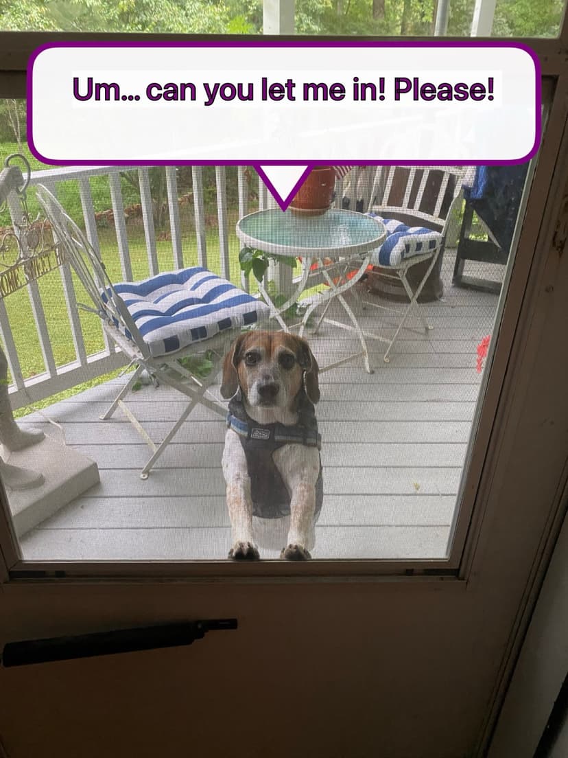 Beagle meme asking to be let inside through the screen door