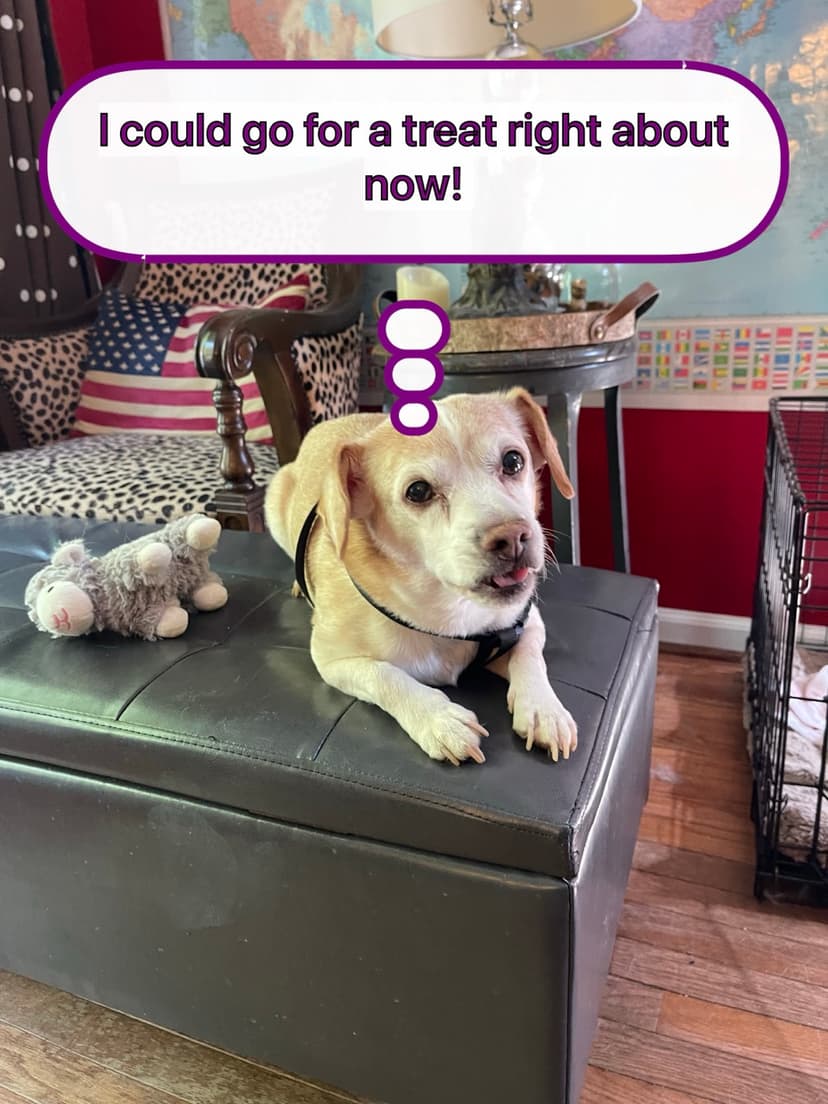Golden dog meme asking for a treat