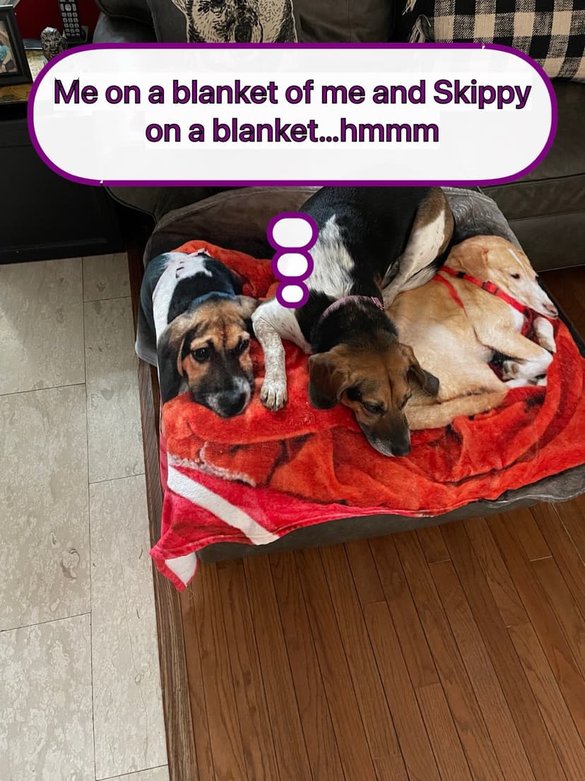 Three dogs resting on a blanket with a meta meme caption